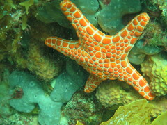 Pentagonaster duebeni
