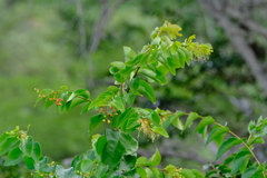 Phyllanthus botryanthus