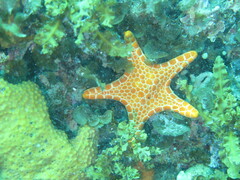 Pentagonaster duebeni