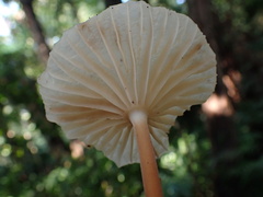 Marasmius maximus