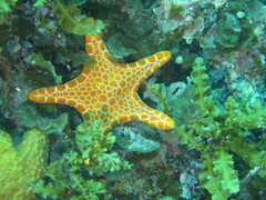 Pentagonaster duebeni