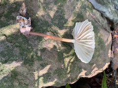 Marasmius maximus