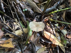 Marasmius maximus