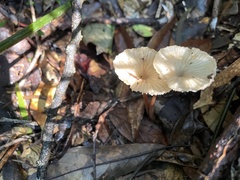 Marasmius maximus