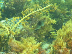 Notolabrus tetricus