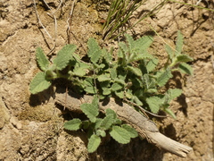 Stachys grandidentata