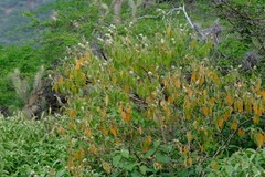 Croton conduplicatus