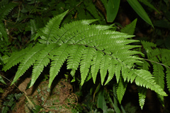 Microlepia setosa