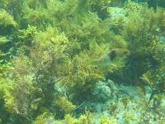 Notolabrus tetricus