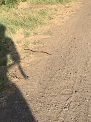 Micrurus altirostris