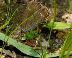 Satyrium ilicis