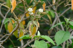 Croton conduplicatus