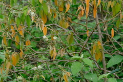 Croton conduplicatus