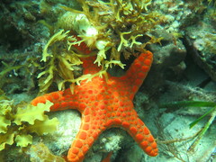 Pentagonaster duebeni
