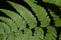 Microlepia setosa