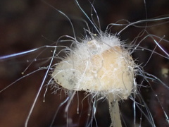 Mycena brunneisetosa