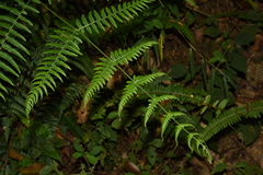 Pteridium revolutum