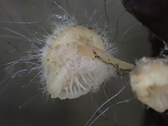 Mycena brunneisetosa
