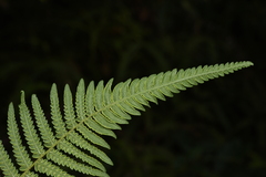 Pteridium revolutum
