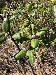 Rhus standleyi