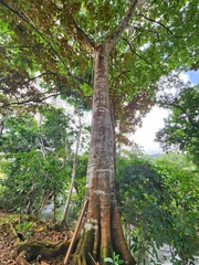 Tachigali panamensis