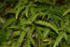 Dicranopteris linearis