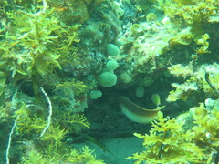 Austrolabrus maculatus