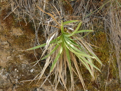 Eryngium paniculatum