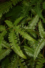 Dicranopteris linearis