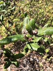 Rhus standleyi