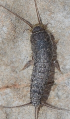 Ctenolepisma almeriensis