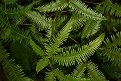 Dicranopteris linearis