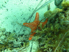 Pentagonaster duebeni