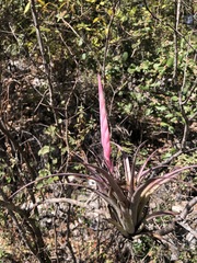 Tillandsia achyrostachys