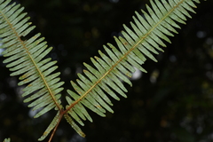 Dicranopteris linearis