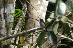 Cyornis hainanus