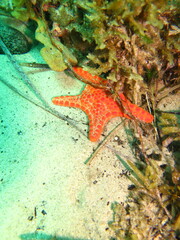 Pentagonaster duebeni