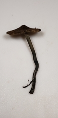Inocybe insignis