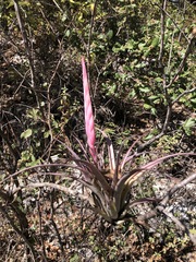 Tillandsia achyrostachys