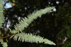 Dicranopteris linearis