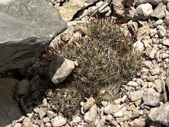 Escobaria emskoetteriana