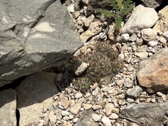 Escobaria emskoetteriana