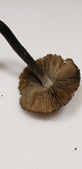 Inocybe insignis
