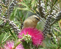 Conirostrum cinereum