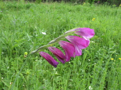 Gladiolus tenuis