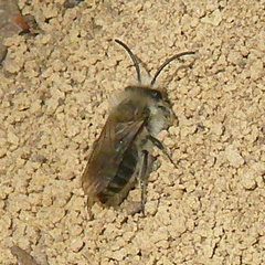 Colletes cunicularius