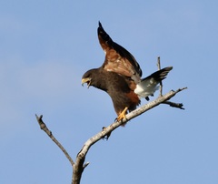 Parabuteo unicinctus