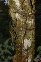 Asplenium yoshinagae indicum