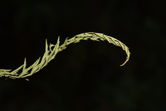 Asplenium yoshinagae indicum