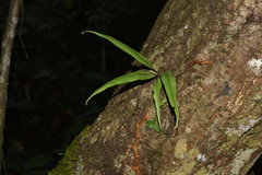 Lepisorus sublinearis